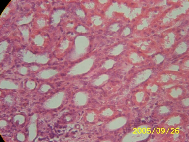 Coupe histologique de tissu au microscope, étude de l'UE2 PASS