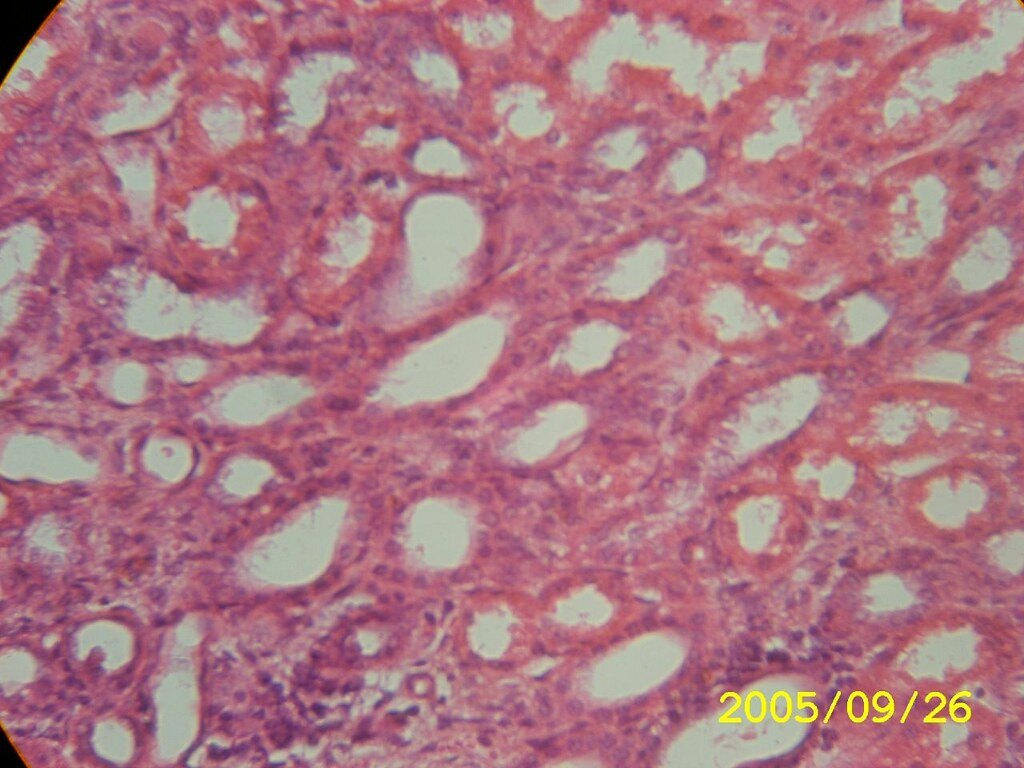 Coupe histologique de tissu au microscope, étude de l'UE2 PASS