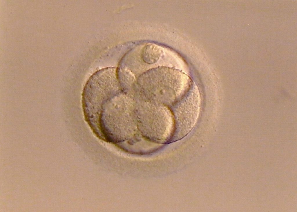 Embryon aux premiers stades de division cellulaire, vu au microscope